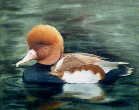 Red-Crested Pochard 8x10 Pastel on Suede (Private Collection)